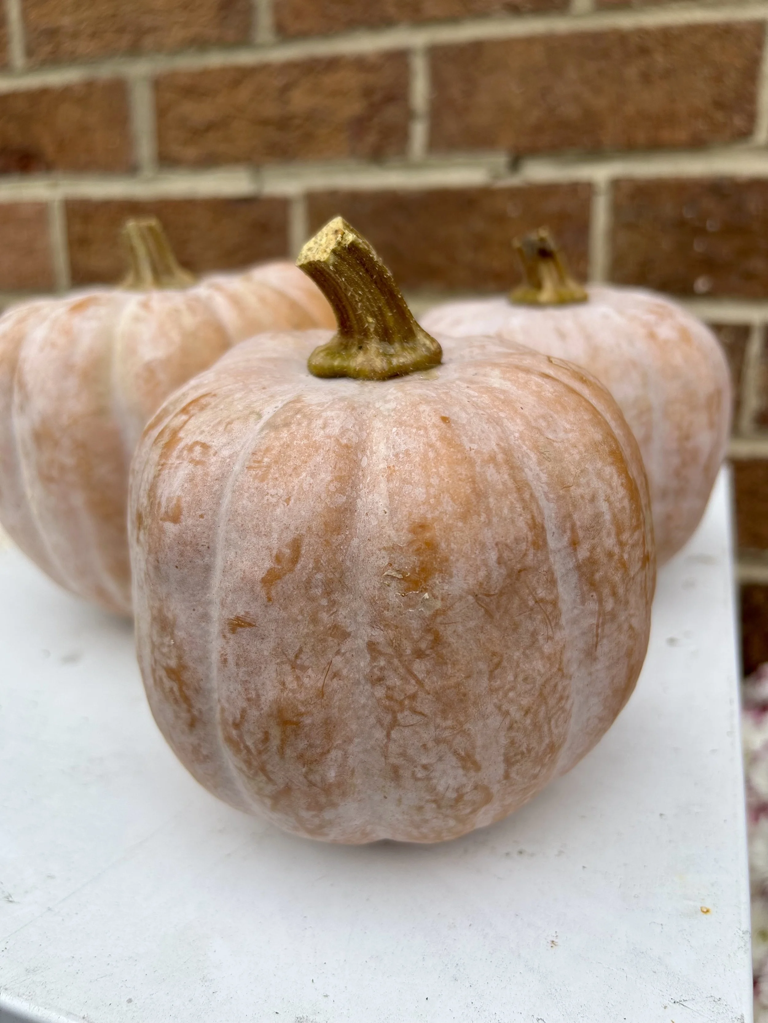 Autumn Frost Squash | Area 2 Farms